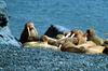 Walrus herd (Odobenus rosmarus)