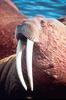 Walrus (Odobenus rosmarus)