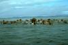 Walrus herd (Odobenus rosmarus)