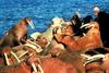 Walrus herd (Odobenus rosmarus)