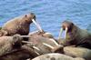 Walruses (Odobenus rosmarus)