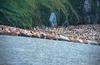 Walrus herd (Odobenus rosmarus)