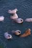 Walrus herd (Odobenus rosmarus)