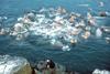 Walrus herd (Odobenus rosmarus)