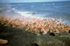 Walrus herd (Odobenus rosmarus)