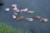 Walrus herd (Odobenus rosmarus)