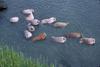 Walrus herd (Odobenus rosmarus)