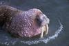 Walrus (Odobenus rosmarus)