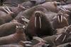 Walrus herd (Odobenus rosmarus)