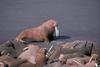 Walrus herd (Odobenus rosmarus)