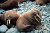 Walrus pair (Odobenus rosmarus)