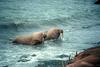 Walrus pair (Odobenus rosmarus)