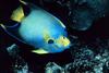 Queen Angelfish (Holacanthus ciliaris)