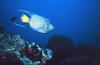 Queen Angelfish (Holacanthus ciliaris)