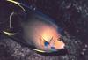 Townsend Angelfish (Queen & Blue mix)