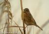 붉은뺨멧새 Emberiza fucata (Grey-headed Bunting)