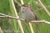 쇠붉은뺨멧새 Emberiza pusilla (Little Bunting)