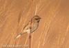 쇠검은머리쑥새 Emberiza yessoensis (Japanese Reed Bunting)