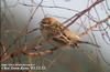 북방검은머리쑥새 Emberiza pallasi (Pallas' Reed Bunting)