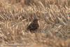 긴발톱멧새 Calcarius lapponicus (Lapland Longspur)