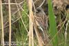 촉새 Emberiza spodocephala (Black-faced Bunting)