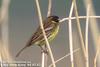 검은머리촉새 Emberiza aureola (Yellow-breasted Bunting)