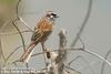 멧새 Emberiza cioides (Siberian Meadow Bunting)