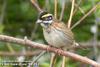 노랑눈썹멧새 Emberiza chrysophrys (Yellow-browed Bunting)