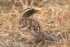 노랑턱멧새 Emberiza elegans (Yellow-throated Bunting)