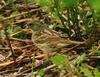 검은멧새 Emberiza variabilis (Grey Bunting)