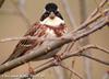 쑥새 Emberiza rustica (Rustic Bunting)