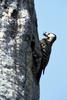 Red-cockaded Woodpecker (Picoides borealis)