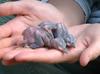 Red-cockaded Woodpecker chicks (Picoides borealis)