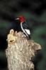 Red-headed Woodpecker (Melanerpes erythrocephalus)