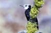 White-headed Woodpecker (Picoides albolarvatus)