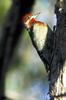 Yellow-bellied Sapsucker (Sphyrapicus varius)