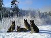 ISSR Shiloh Shepherd dogs