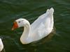 중국거위 Anser cygnoides (Swan Goose)