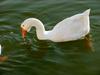 중국거위 Anser cygnoides (Swan Goose)