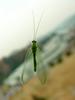 때늦은 풀잠자리 (Green Lacewing)