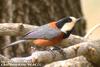 곤줄박이 Parus varius (Varied Tit)