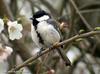 박새 Parus major (Great Tit)