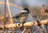 쇠박새 Parus palustris (Marsh Tit)