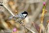 진박새 Parus ater (Coal Tit)