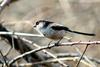 오목눈이 Aegithalos caudatus (Long-tailed Tit)