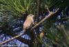 쇠솔딱새 Muscicapa dauurica (Asian Brown Flycatcher)