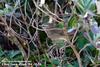 긴다리솔새사촌 Phylloscopus schwarzi (Radde's Warbler)