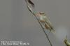 개개비 Acrocephalus orientalis (Oriental Great Reed-Warbler)