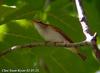 산솔새 Phylloscopus coronatus (Eastern Crowned Willow Warbler)