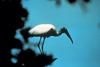 Wood Stork (Mycteria americana)